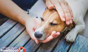 Чумка у собак — признаки, симптомы, лечение