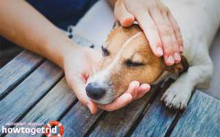 Чумка у собак — признаки, симптомы, лечение