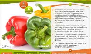Болгарский перец при беременности — польза и вред
