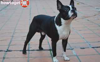 Бостон-терьер — описание породы и характер собаки