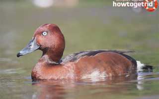 Белоглазый нырок — описание, среда обитания, интересные факты