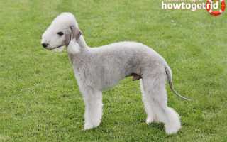 Бедлингтон-терьер — описание породы и характер собаки