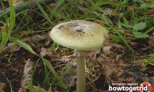 Бледная поганка — описание, где растет, ядовитость гриба
