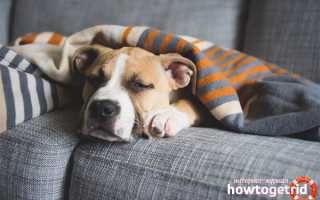 Депрессия у собак: причины, симптомы, лечение