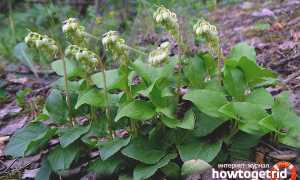 Боровая матка — лечебные свойства и противопоказания