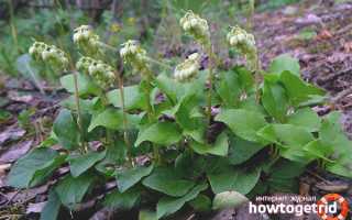 Боровая матка — лечебные свойства и противопоказания