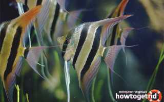 Аквариумные рыбки скалярии — уход и содержание