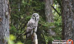 Бородатая неясыть — описание, среда обитания, интересные факты