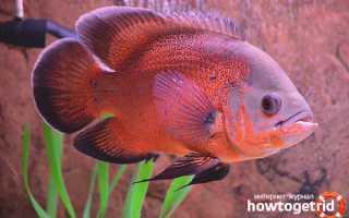 Аквариумные рыбки астронотус — уход и содержание
