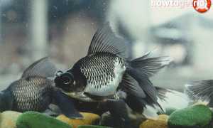 Аквариумная рыбка телескоп — уход и содержание