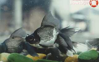 Аквариумная рыбка телескоп — уход и содержание