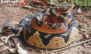 Бушмейстер — описание, где обитает, особенности