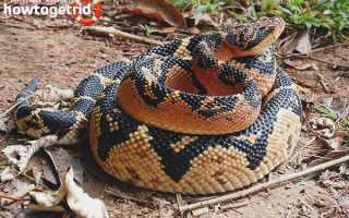 Бушмейстер — описание, где обитает, особенности