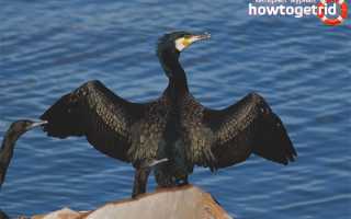 Большой баклан — описание, среда обитания, интересные факты