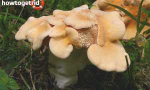 Ежовик жёлтый — описание, где растет, ядовитость гриба