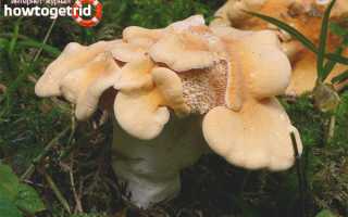 Ежовик жёлтый — описание, где растет, ядовитость гриба