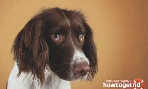 Что делать, если у собаки урчит в животе