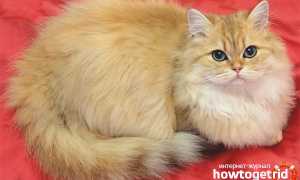Британская длинношерстная кошка — описание породы