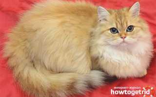 Британская длинношерстная кошка — описание породы