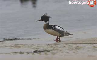 Длинноносый крохаль — описание, среда обитания