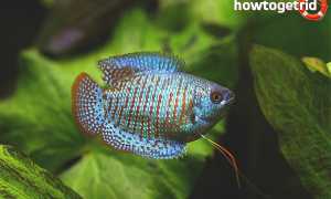 Аквариумные рыбки лялиус — уход и содержание