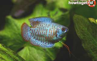 Аквариумные рыбки лялиус — уход и содержание