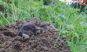 Европейский крот — описание, среда обитания, образ жизни