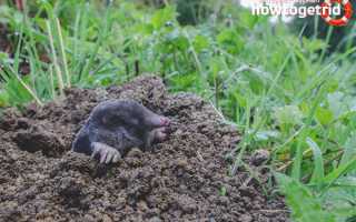 Европейский крот — описание, среда обитания, образ жизни