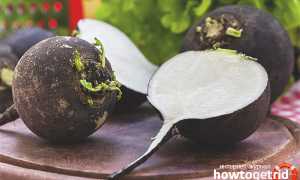 Чем полезна черная редька для организма человека