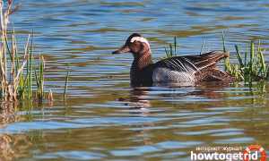 Чирок-трескунок — описание, среда обитания, интересные факты