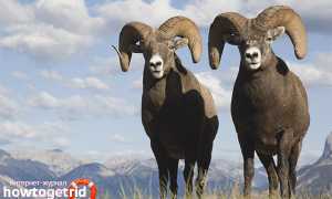 Алтайский горный баран — описание, образ жизни
