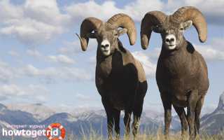 Алтайский горный баран — описание, образ жизни