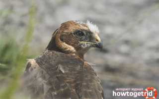 Болотный лунь — описание, среда обитания, интересные факты