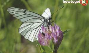 Бабочка белянка — описание, среда обитания, виды