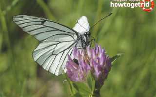 Бабочка белянка — описание, среда обитания, виды