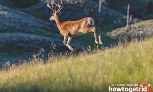 Белохвостый олень — описание, среда обитания, образ жизни