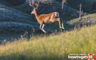 Белохвостый олень — описание, среда обитания, образ жизни