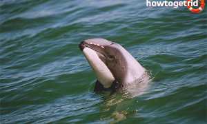 Дельфин Гектора — описание, среда обитания, образ жизни