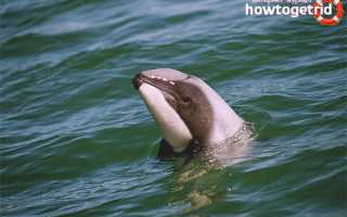 Дельфин Гектора — описание, среда обитания, образ жизни