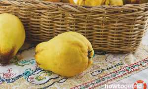 Айва при сахарном диабете — польза и вред