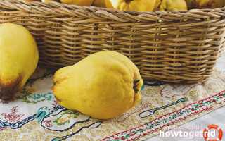 Айва при сахарном диабете — польза и вред