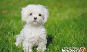 Болоньез — описание породы и характер собаки