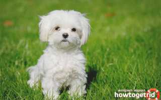 Болоньез — описание породы и характер собаки