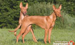 Фараонова собака — описание породы и характера