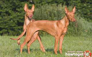 Фараонова собака — описание породы и характера