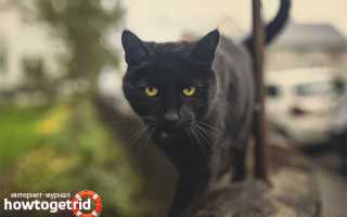 Бомбейская кошка — описание породы и характера