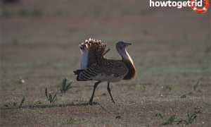 Дрофа — описание, среда обитания, интересные факты