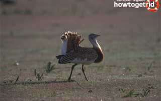 Дрофа — описание, среда обитания, интересные факты