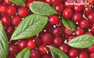 Брусника — полезные свойства и противопоказания