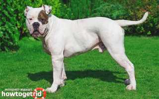 Американский бульдог — описание породы и характер собаки